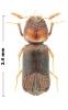 Scobicia chevrieri